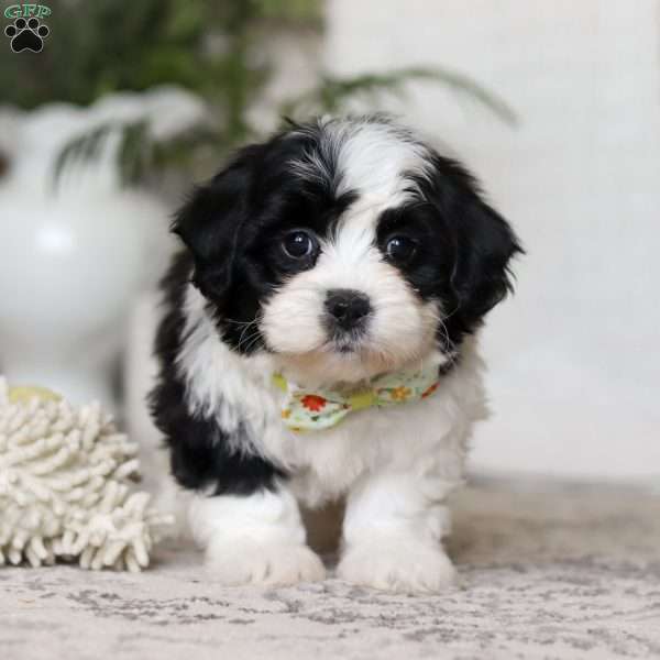 Buddy, Teddy Bear Puppy